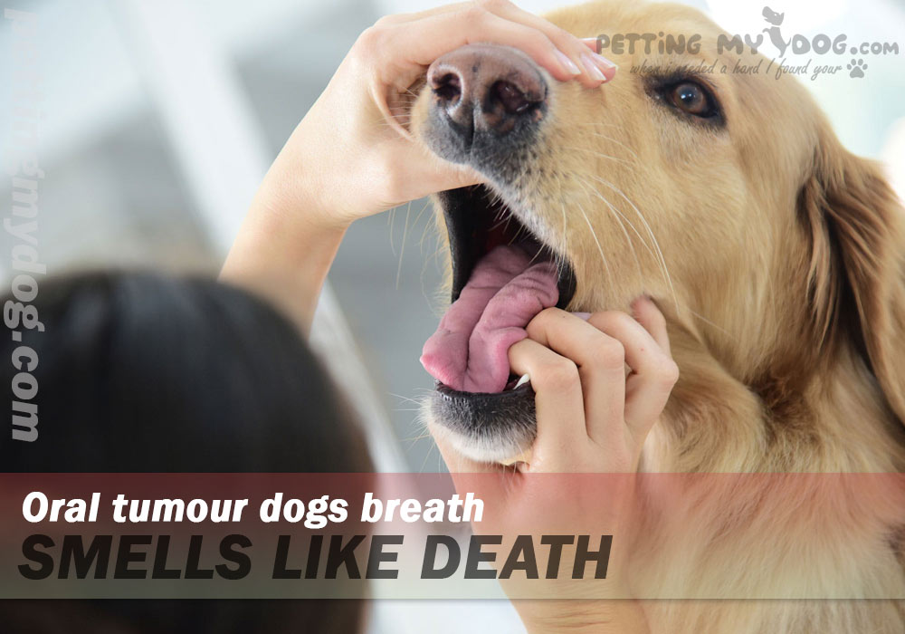 my dogs breath smells like death