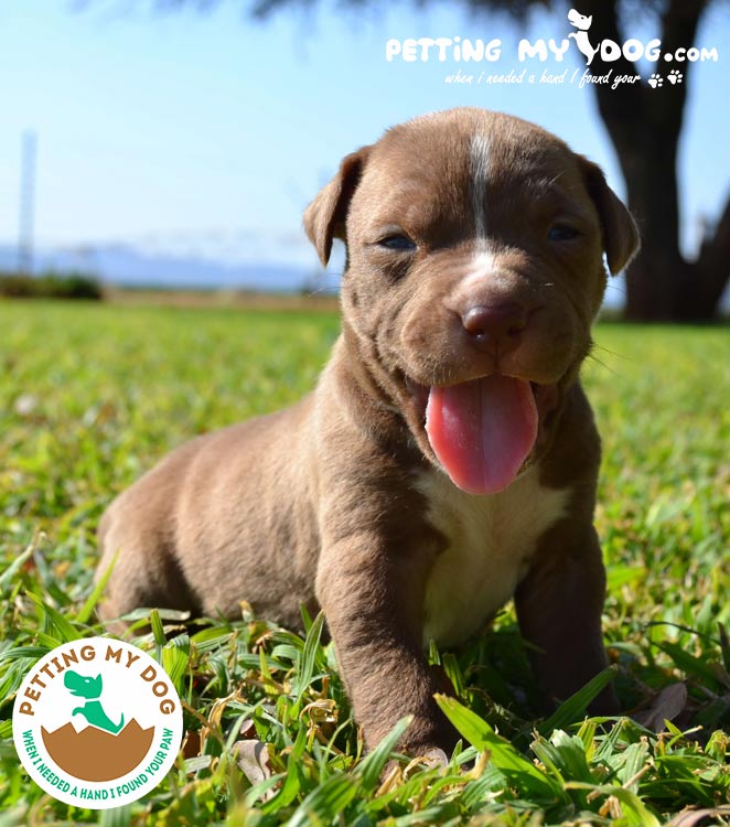 Best Dog Food for Pitbull Puppies to