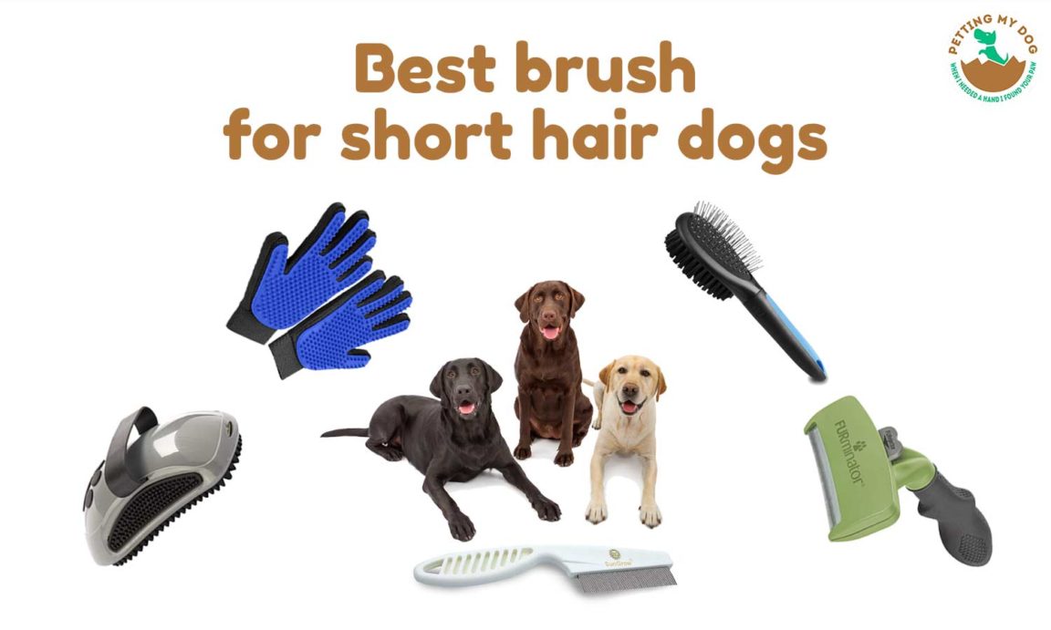 best dog brush for short hair shedding